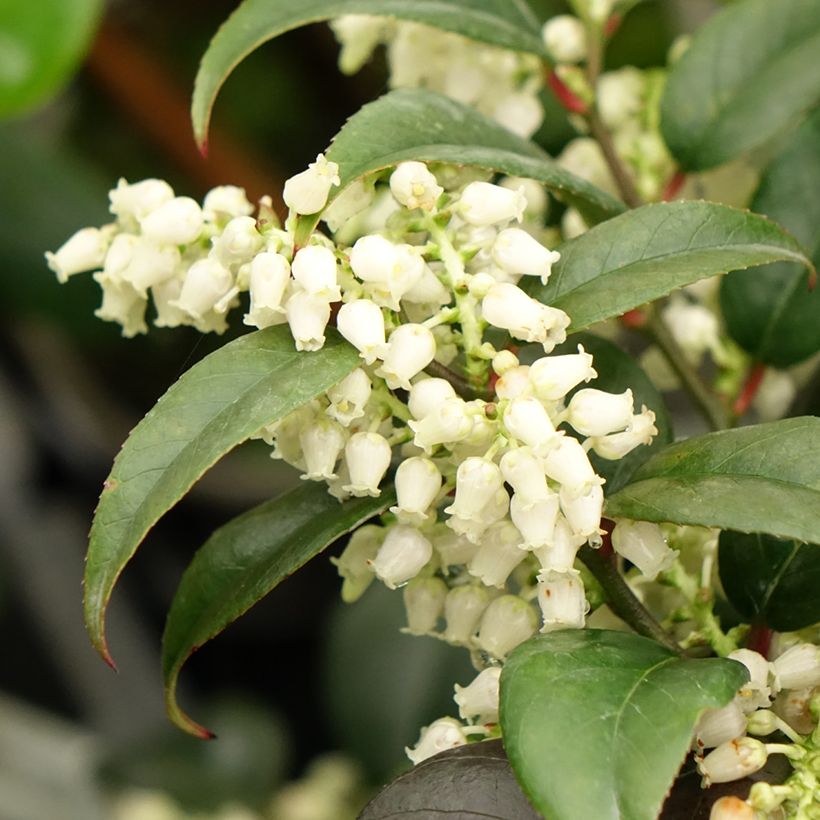 Leucothoe fontanesiana Dark Diamond - Druifheide (Bloei)
