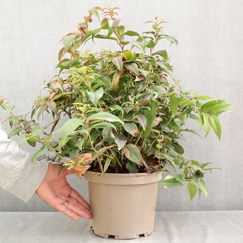 Exemplaar van Leucothoe fontanesiana Dark Diamond - Druifheide Pot van 4 l/5 l zoals geleverd in de herfst