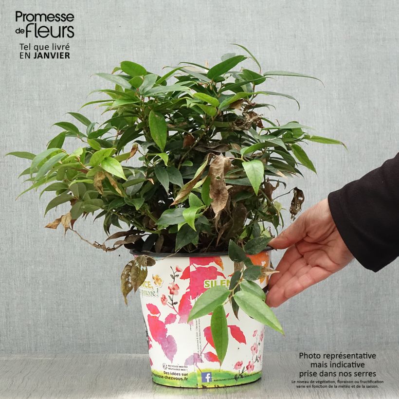 Exemplaar van Leucothoe fontesiana Dark Diamond  Pot de 4L/5L zoals geleverd in de winter
