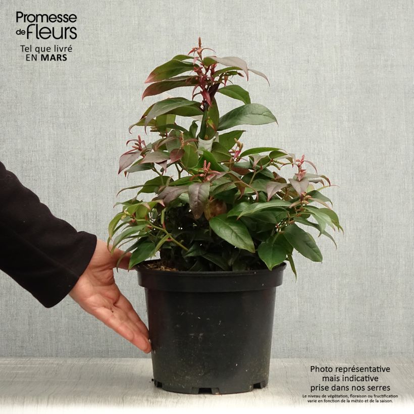 Example of Leucothoe fontanesiana Dark Diamond - Druifheide Pot van 4 l/5 l as you get in printemps
