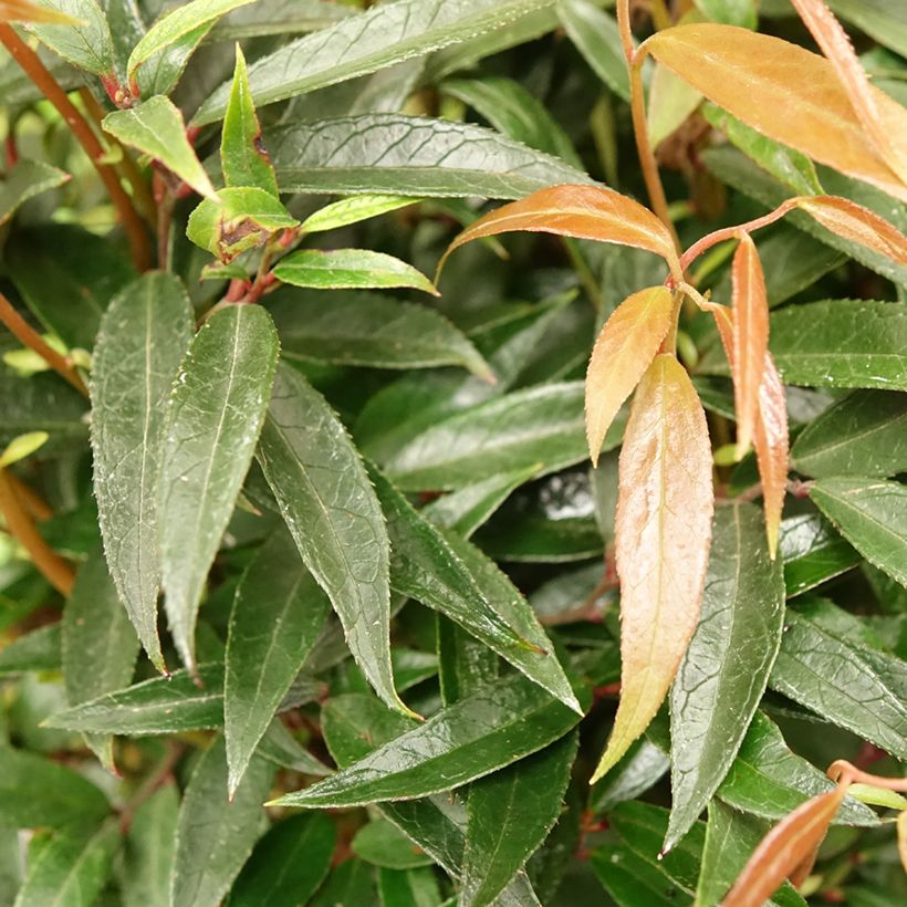 Leucothoe keiskei Burning Love - Druifheide (Blad)