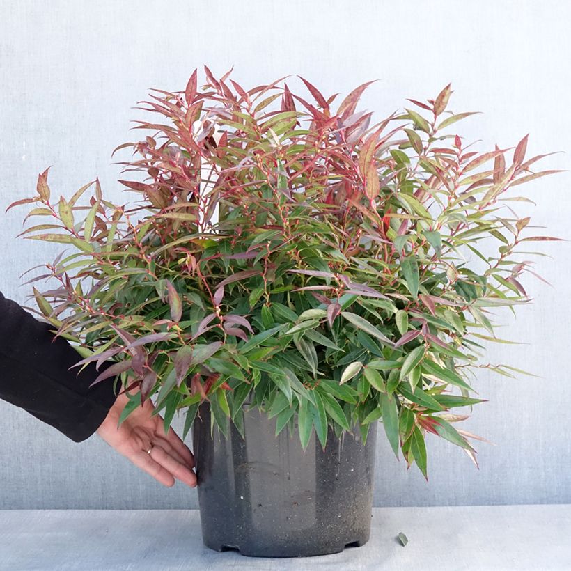 Exemplaar van Leucothoe keiskei Burning Love Pot de 7,5L/10L zoals geleverd in de winter
