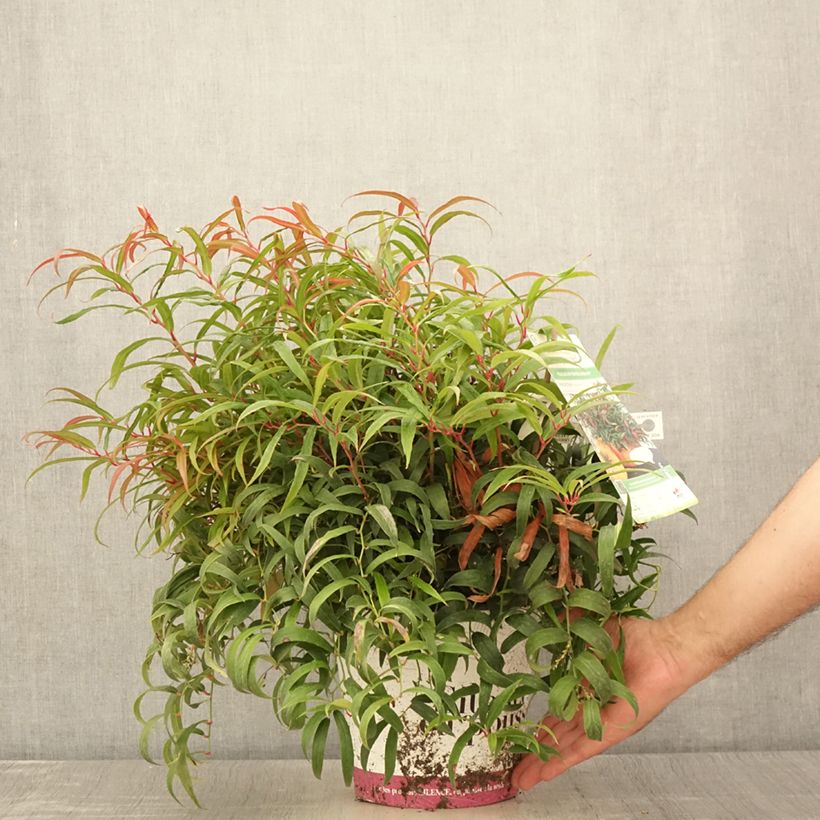Exemplaar van Leucothoe keiskei Halloween - Druifheide Pot van 4 l/5 l zoals geleverd in de zomer