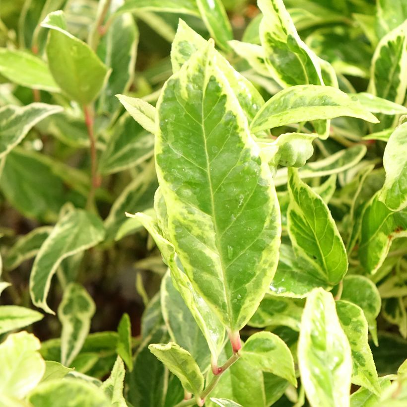 Leucothoe walteri Firestar - Druifheide (Blad)