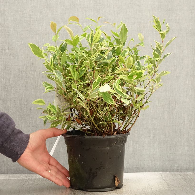 Exemplaar van Leucothoe walteri Firestar - Druifheide Pot van 2 l/3 l zoals geleverd in de herfst