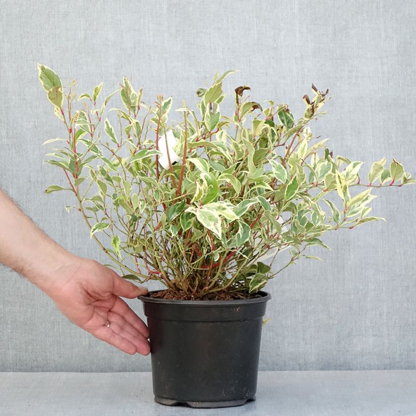 Example of Leucothoe walteri Firestar - Druifheide Pot van 2 l/3 l as you get in printemps