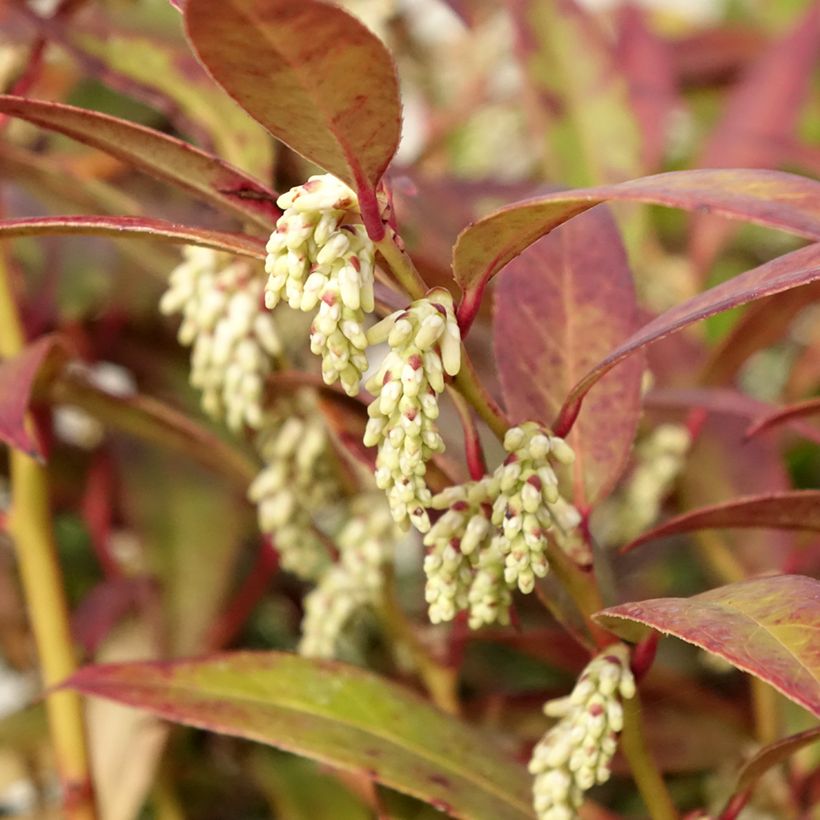 Leucothoe walteri Royal Ruby - Druifheide (Bloei)