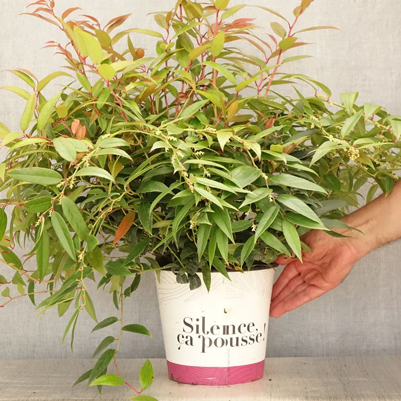 Exemplaar van Leucothoe walteri Royal Ruby - Druifheide Pot van 2 l/3 l zoals geleverd in de zomer