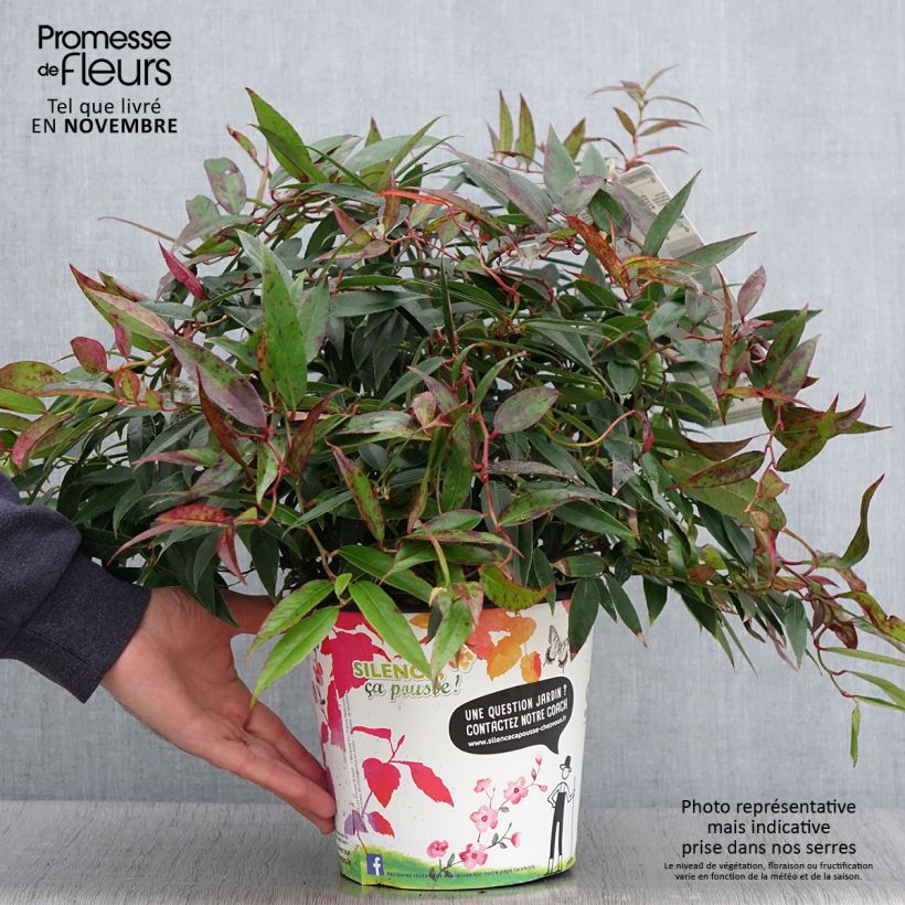 Exemplaar van Leucothoe walteri Royal Ruby - Druifheide Pot van 2 l/3 l zoals geleverd in de herfst