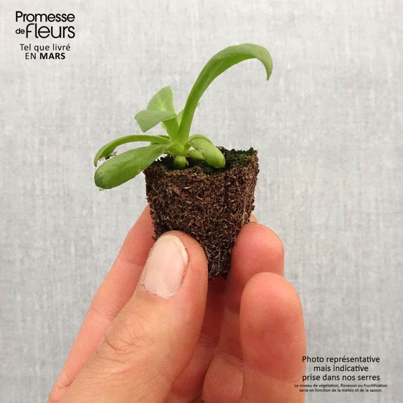 Exemplaar van Lewisia cotyledon Elise in mengsel - Bitterkruid Kluitplant: kluit 3,8 cm x 3,2 cm in een tray voor 16 planten zoals geleverd in de lente