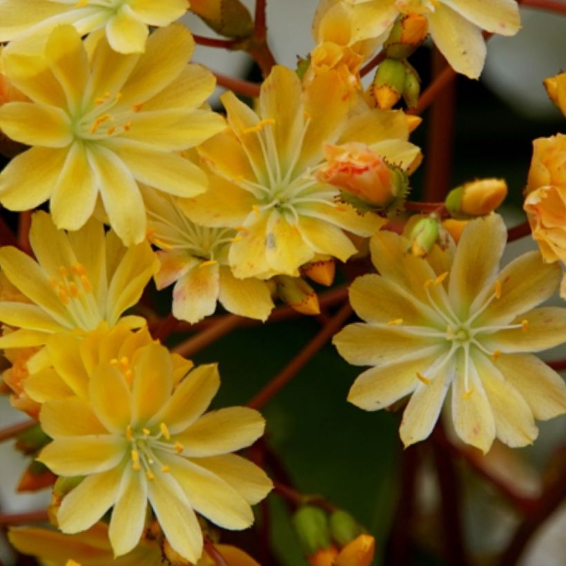 Lewisia cotyledon Elise Golden Yellow - Bitterkruid (Bloei)