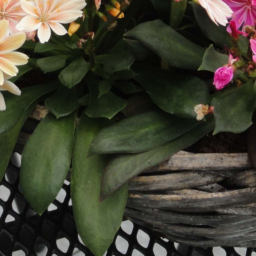 Lewisia cotyledon Elise in mengsel - Bitterkruid (Blad)