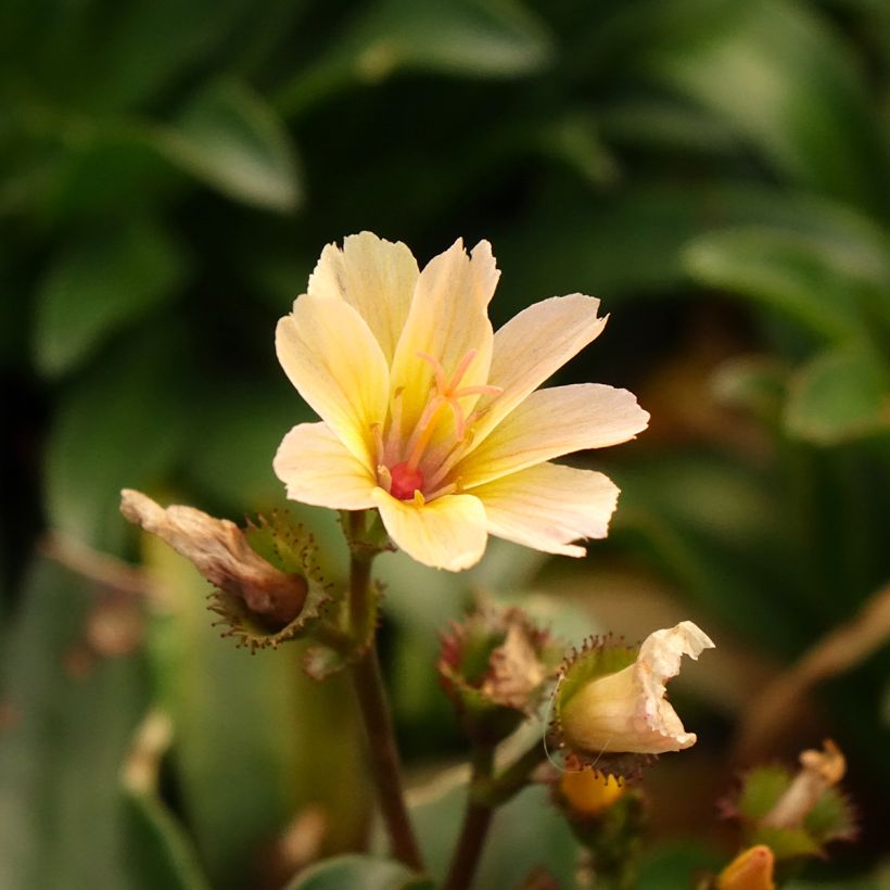 Lewisia Little Peach (Bloei)