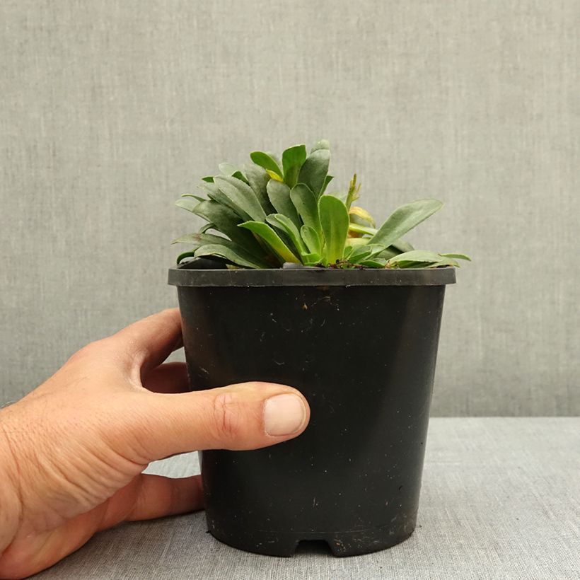 Exemplaar van Lewisia Little Raspberry Pot van 1,5 l/2 l zoals geleverd in de lente