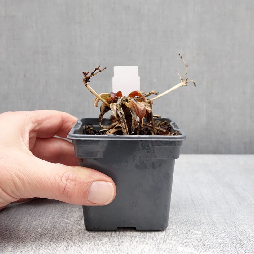 Exemplaar van Lewisia Safira Tropic Pink - Bitterkruid Kweekpotje van 8/9 cm zoals geleverd in de winter