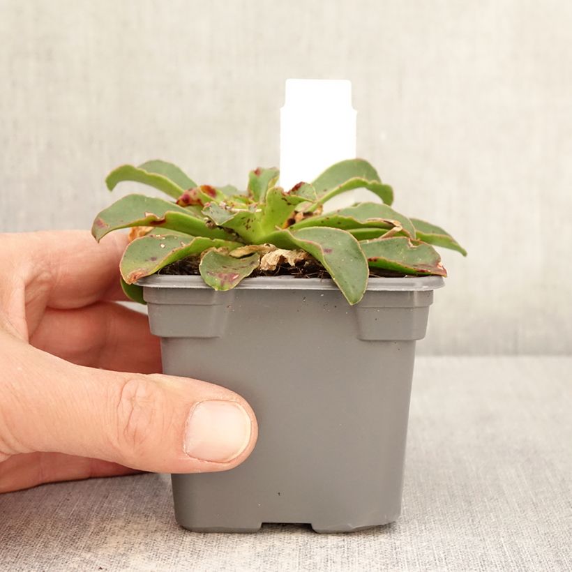 Exemplaar van Lewisia Safira Tropic Pink - Bitterkruid Kweekpotje van 8/9 cm zoals geleverd in de lente