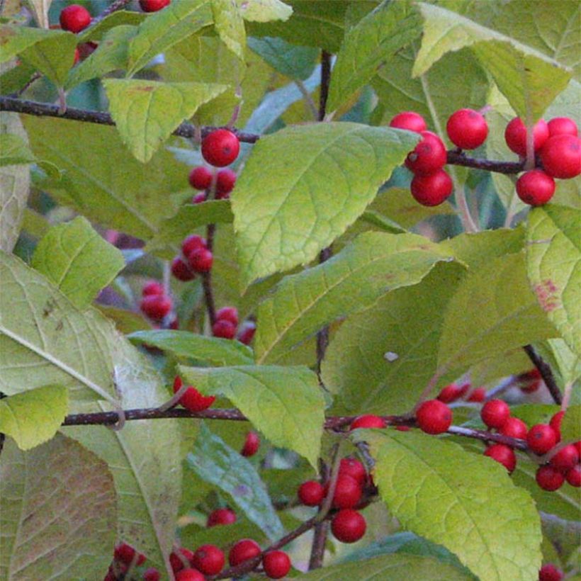 Ilex verticillata - Winterbes (Blad)