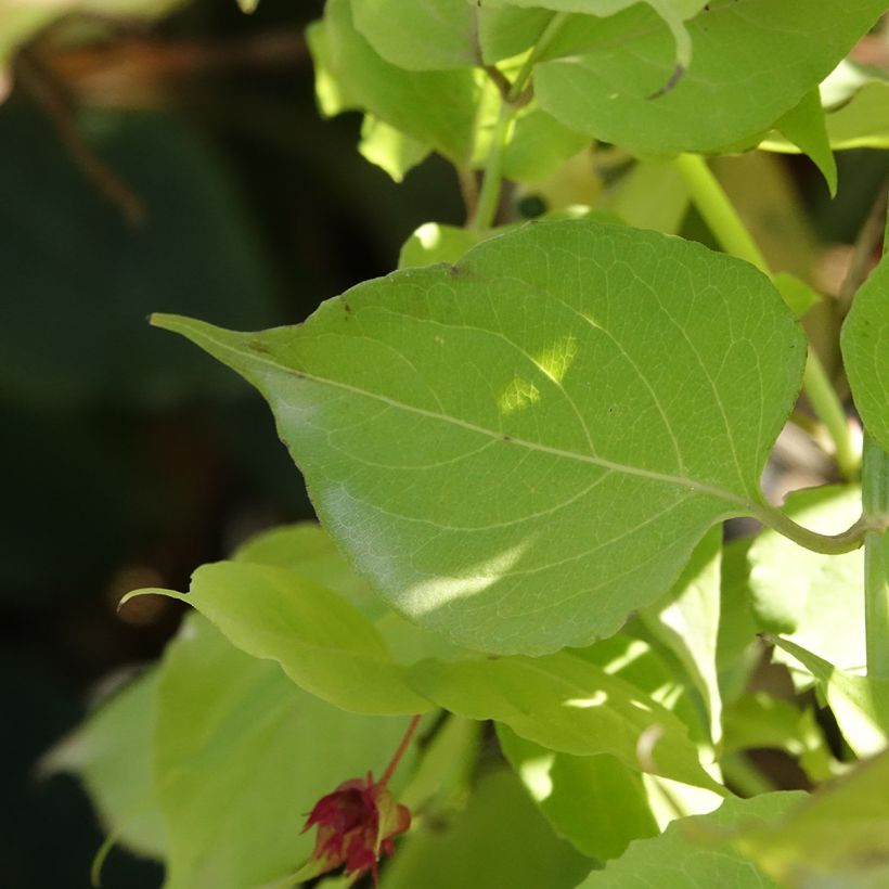 Leycesteria formosa Little Lanterns - Fazantenbes (Blad)