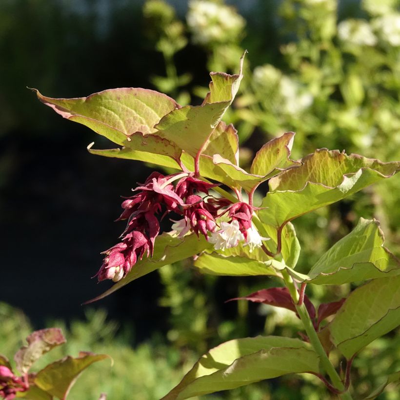 Leycesteria formosa Little Lanterns - Fazantenbes (Bloei)