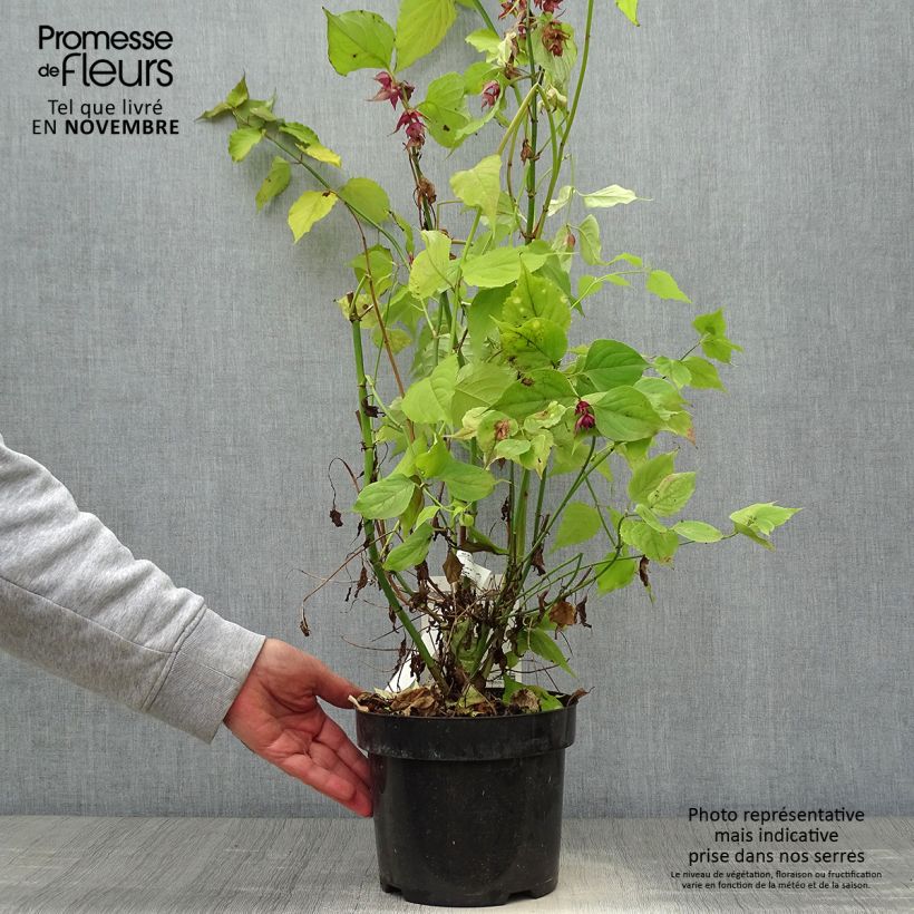 Exemplaar van Leycesteria formosa Little Lanterns - Arbre aux faisans Pot de 3L/4L zoals geleverd in de herfst