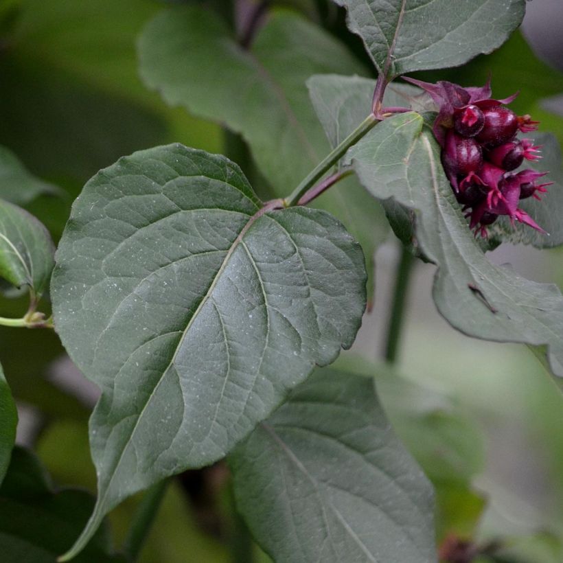 Leycesteria formosa Purple Rain - Fazantenbes (Foliage)