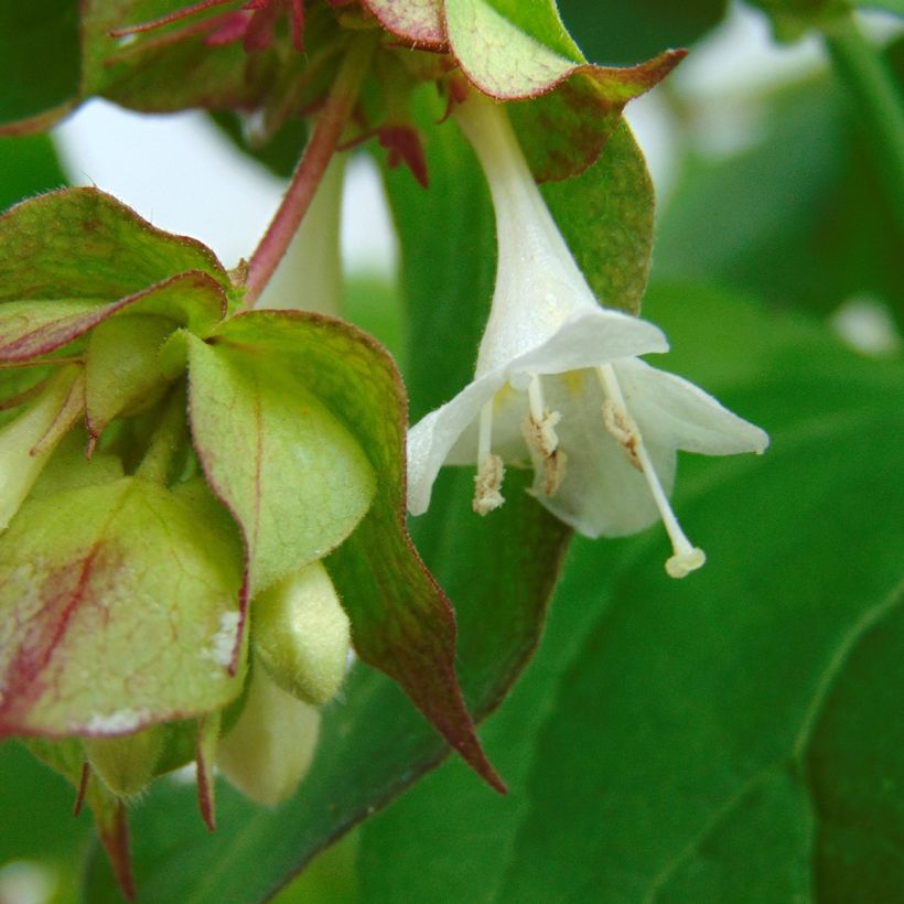 Leycesteria formosa Purple Rain - Fazantenbes (Flowering)