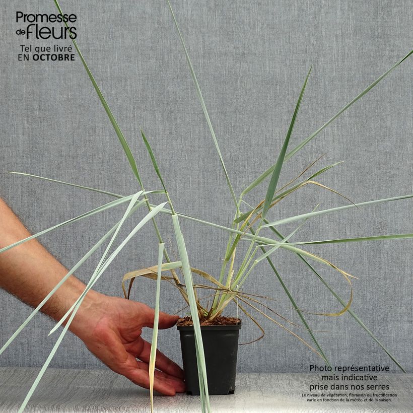 Exemplaar van Leymus arenarius - Blé d'Azur Godet de 8/9 cm zoals geleverd in de herfst