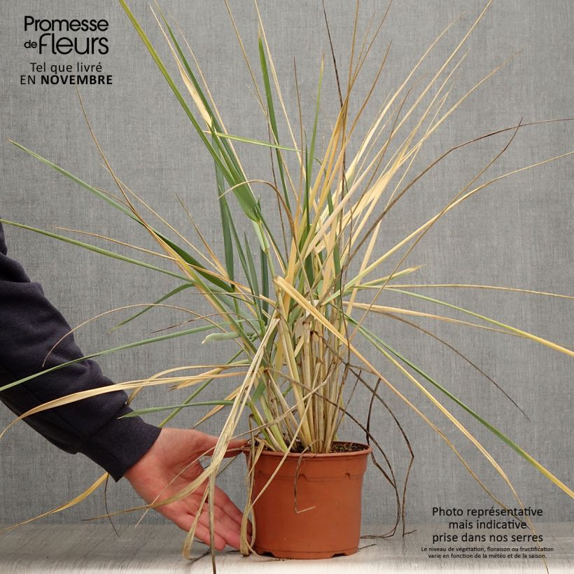 Exemplaar van Leymus arenarius - Zandhaver Pot van 2 l/3 l zoals geleverd in de herfst