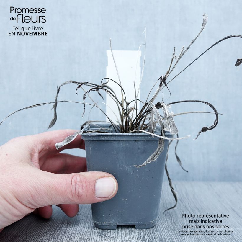 Exemplaar van Liatris ligulistylis - Lampenpoetser Kweekpotje van 8/9 cm zoals geleverd in de herfst