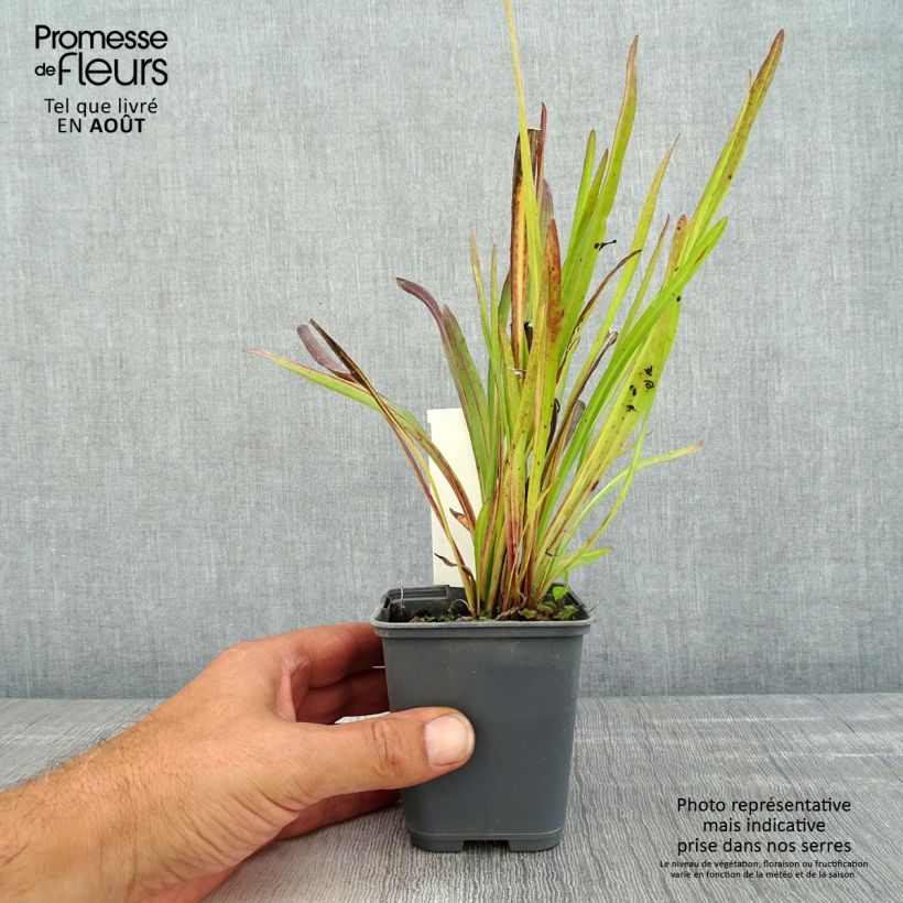 Exemplaar van Liatris ligulistylis - Lampenpoetser Kweekpotje van 8/9 cm zoals geleverd in de zomer