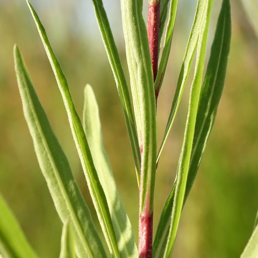 Liatris ligulistylis - Lampenpoetser (Blad)