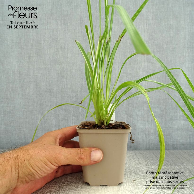 Exemplaar van Liatris pycnostachya - Prachtschaarde Kweekpotje van 8/9 cm zoals geleverd in de zomer