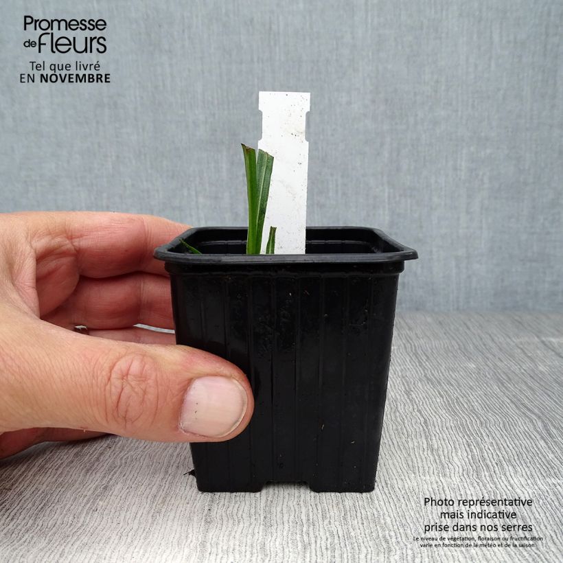Exemplaar van Liatris spicata - Knopige slangenwortel Kweekpotje van 8/9 cm zoals geleverd in de herfst