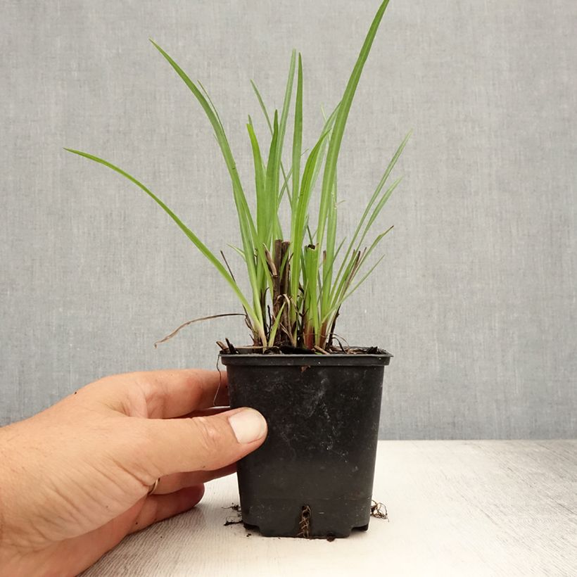 Exemplaar van Liatris spicata - Knopige slangenwortel Kweekpotje van 8/9 cm zoals geleverd in de zomer