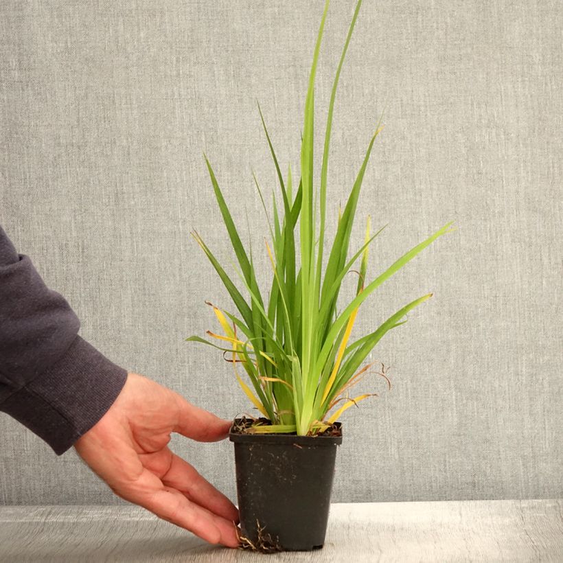 Exemplaar van Libertia formosa - Chileense iris Kweekpotje van 8/9 cm zoals geleverd in de herfst