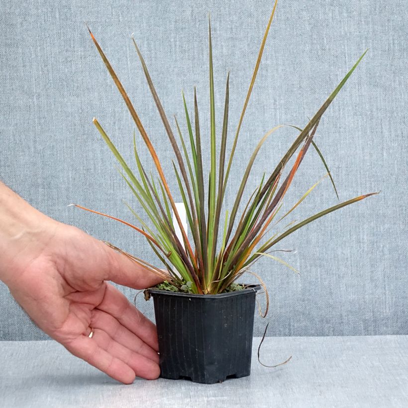 Exemplaar van Libertia ixioides Taupo Sunset - Nieuw-Zeelandse iris Kweekpotje van 8/9 cm zoals geleverd in de zomer
