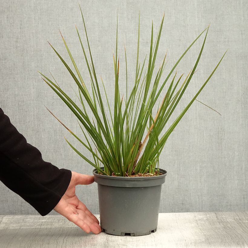 Exemplaar van Libertia peregrinans Gold Leaf - Nieuw-Zeelandse iris Pot van 3 l/4 l zoals geleverd in de herfst