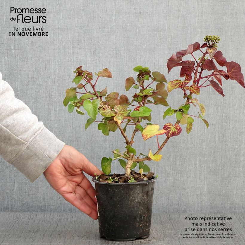 Exemplaar van Hedera Arbori Compact - Klimop Pot van 2 l/3 l zoals geleverd in de herfst