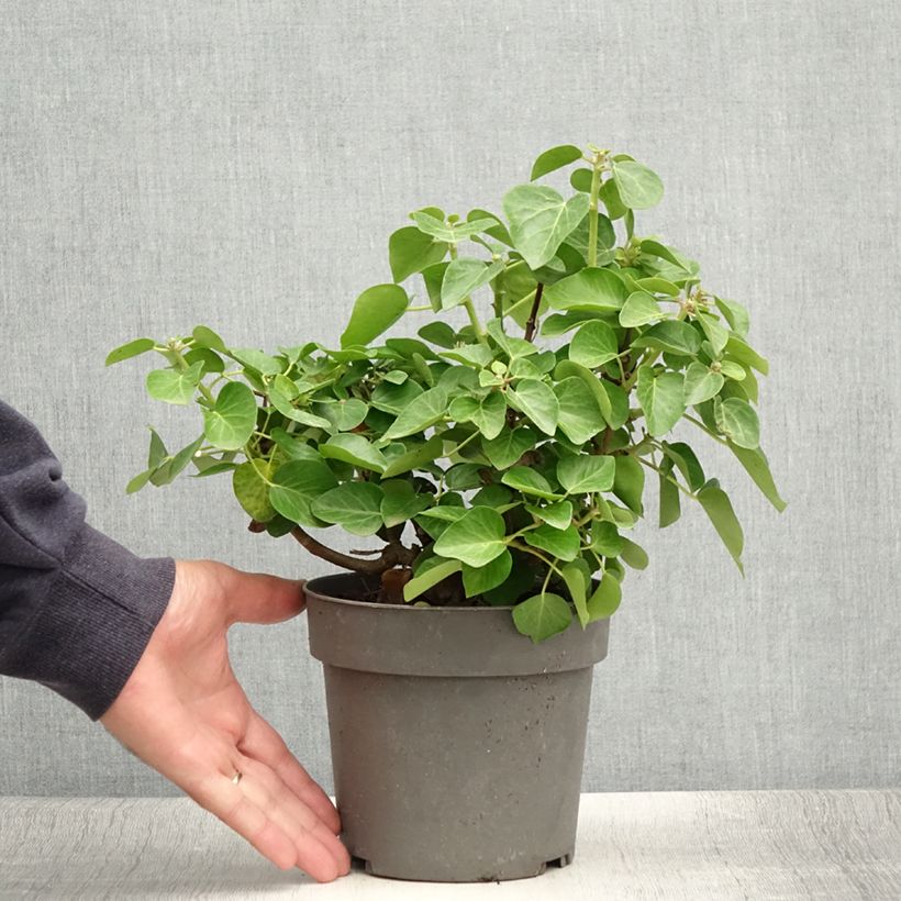 Exemplaar van Hedera Arbori Compact - Klimop Pot van 2 l/3 l zoals geleverd in de zomer