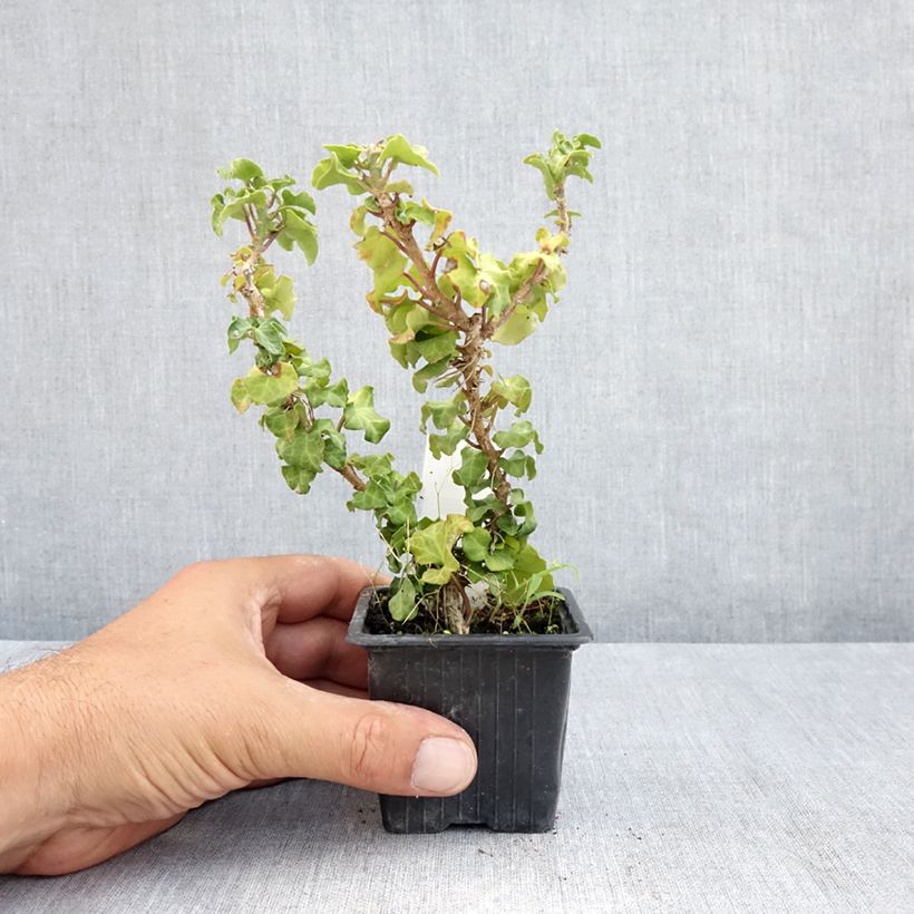 Exemplaar van Hedera Conglomerata - Klimop Kweekpotje van 8/9 cm zoals geleverd in de zomer