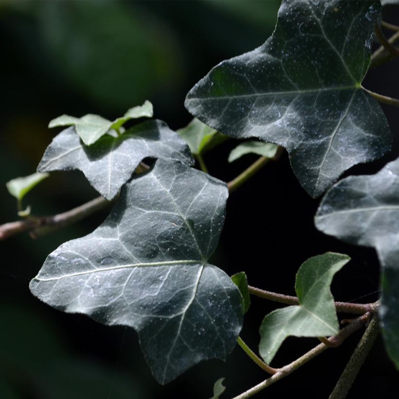 Hedera helix - Gewone klimop (Blad)