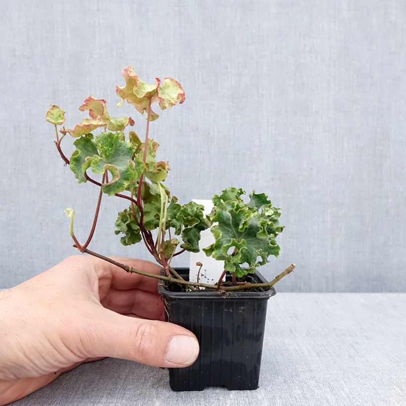 Example of Hedera Clotted Cream - Klimop Kweekpotje van 8/9 cm as you get in printemps