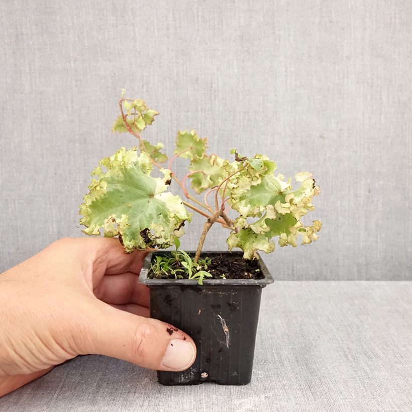Exemplaar van Hedera Clotted Cream - Klimop Kweekpotje van 8/9 cm zoals geleverd in de herfst