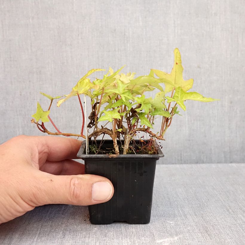 Exemplaar van Hedera Courage - Klimop Kweekpotje van 8/9 cm zoals geleverd in de herfst