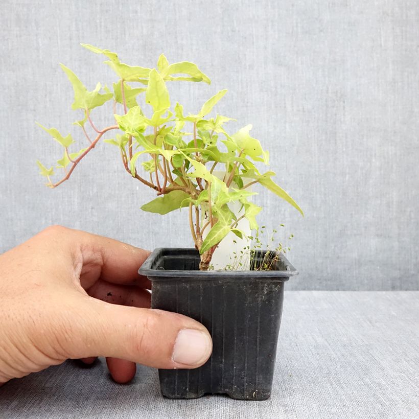 Exemplaar van Hedera Courage - Klimop Kweekpotje van 8/9 cm zoals geleverd in de zomer