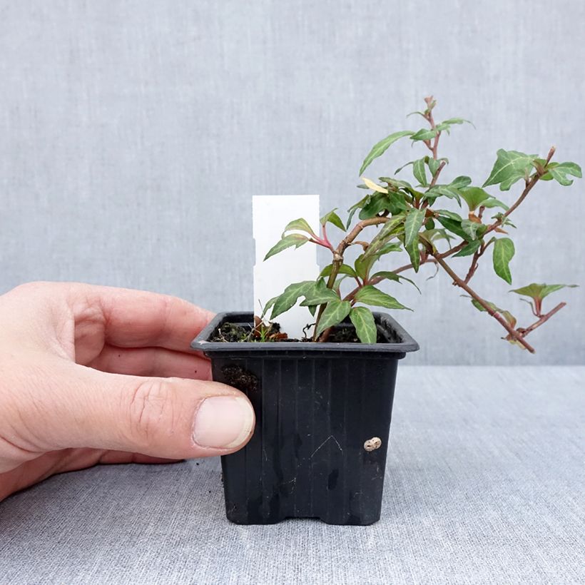 Exemplaar van Hedera Cross Switch - Klimop Kweekpotje van 8/9 cm zoals geleverd in de lente