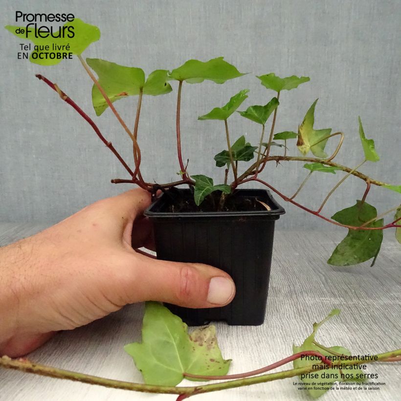 Exemplaar van Hedera helix - Gewone klimop Kweekpotje van 8/9 cm zoals geleverd in de herfst
