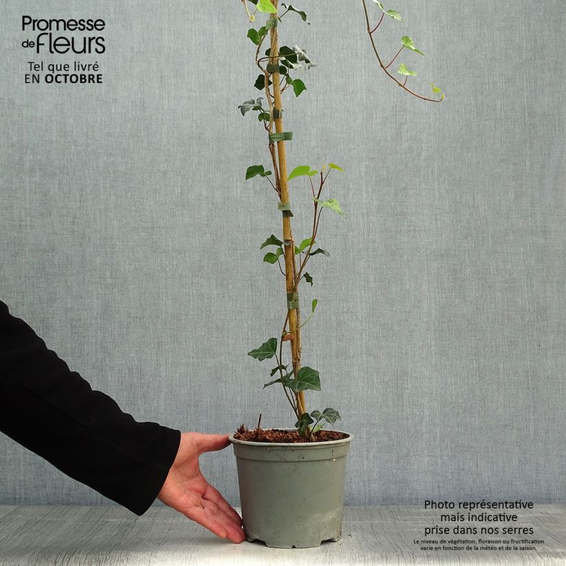 Exemplaar van Hedera helix - Gewone klimop Pot van 2 l/3 l zoals geleverd in de herfst