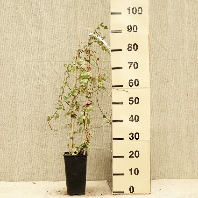 Exemplaar van Hedera Eva - Klimop Pot van 2 l/3 l zoals geleverd in de zomer