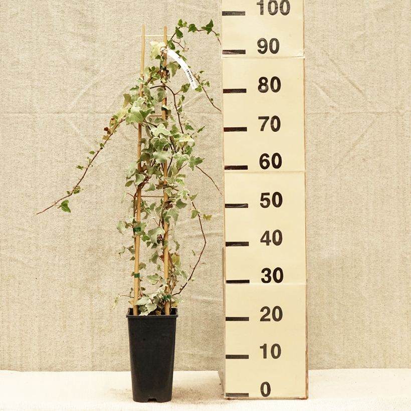 Example of Hedera Eva - Klimop Pot van 2 l/3 l as you get in printemps